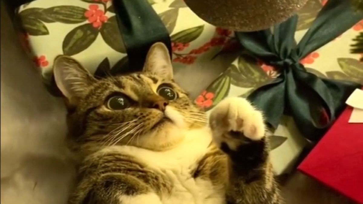 Kot był zachwycony nową "zabawką" (