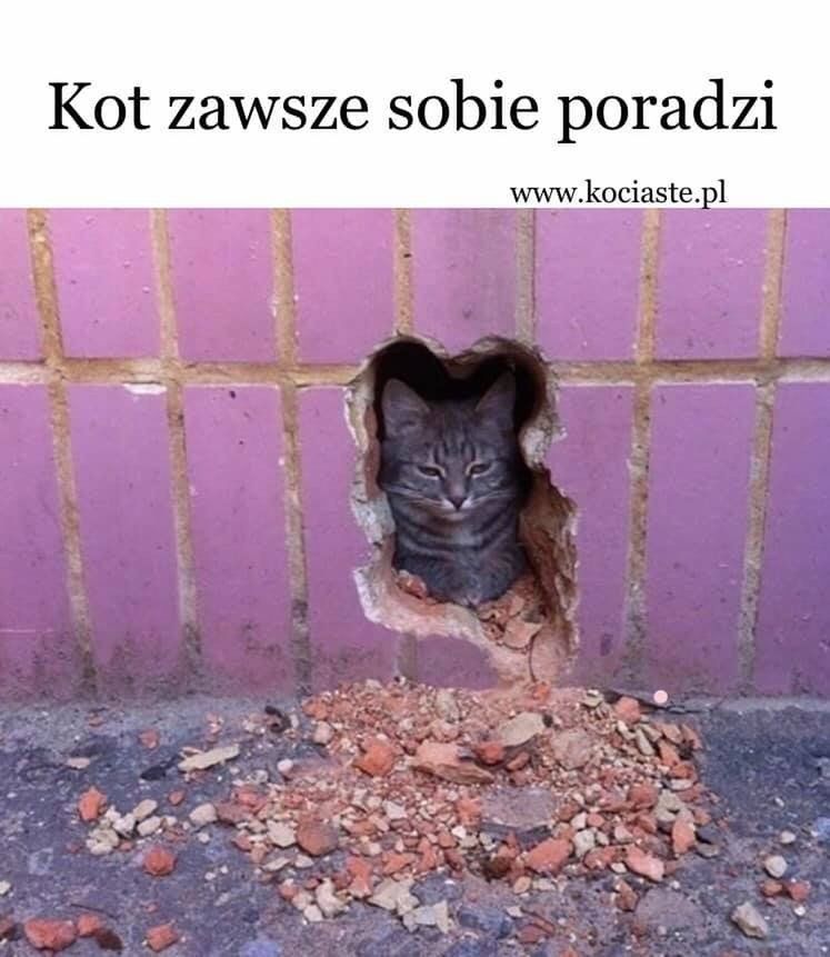 Dziś Dzień Kota. Oto memy z tej okazji 