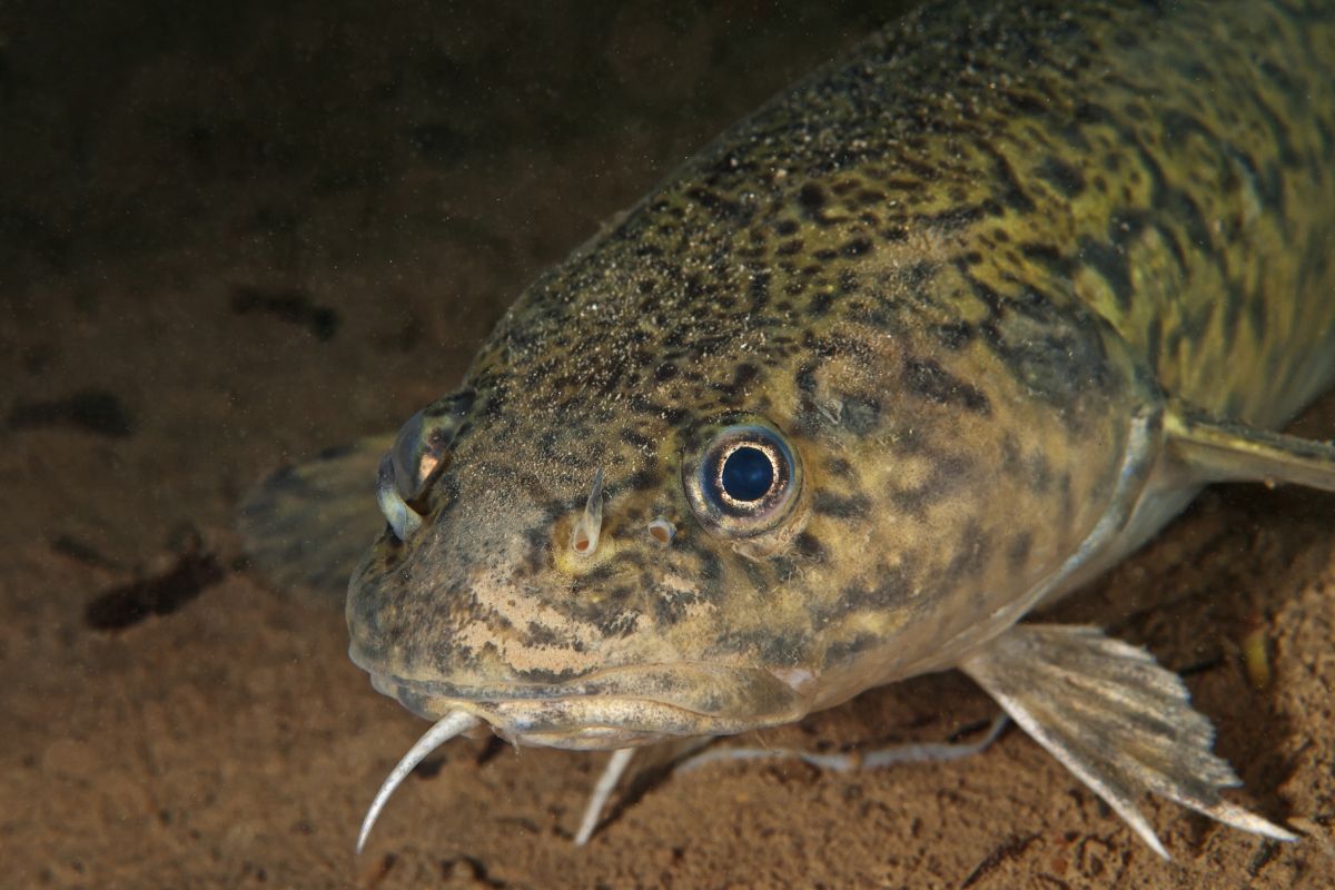 Miętus to ryba wymagająca czystych i pełnych tlenu wód