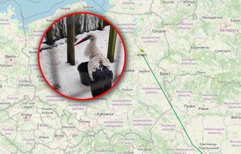 Bocian-celebryta już w Polsce. Ma zwiastować nadejście wiosny