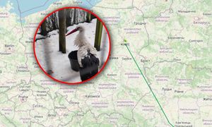 Bocian-celebryta już w Polsce. Ma zwiastować nadejście wiosny
