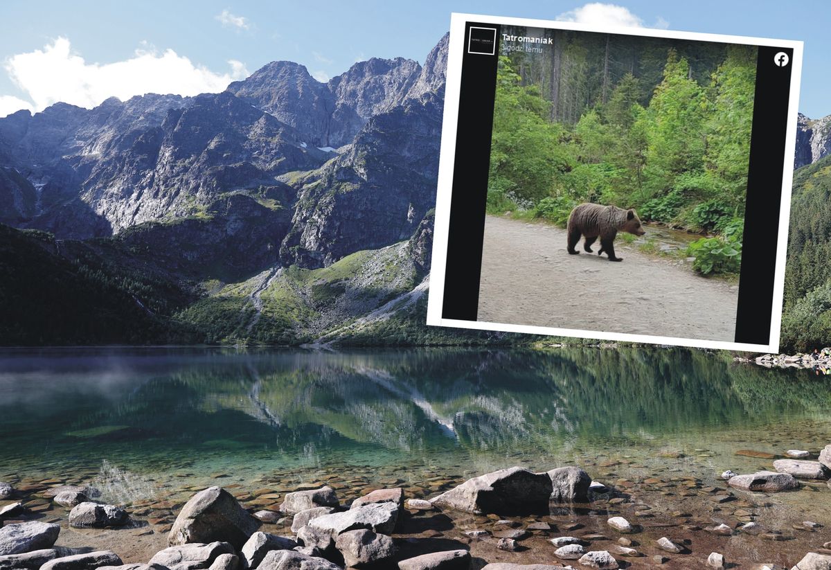 Niedźwiedź w Dolinie Kościeliskiej w Tatrach 