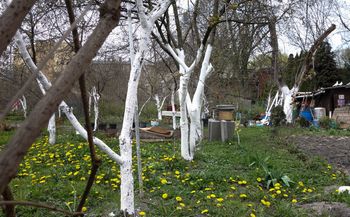 Kiedy bielić drzewa w ogrodzie? Kto się zagapi, ten pożałuje