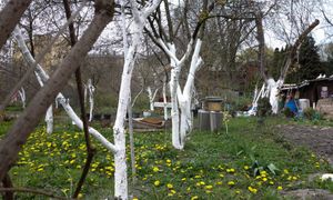 Kiedy bielić drzewa w ogrodzie? Kto się zagapi, ten pożałuje