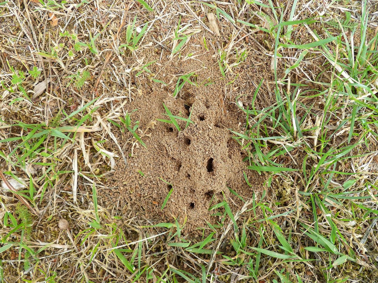 Rozlej na trawniku. Mrówki uciekną co do jednej