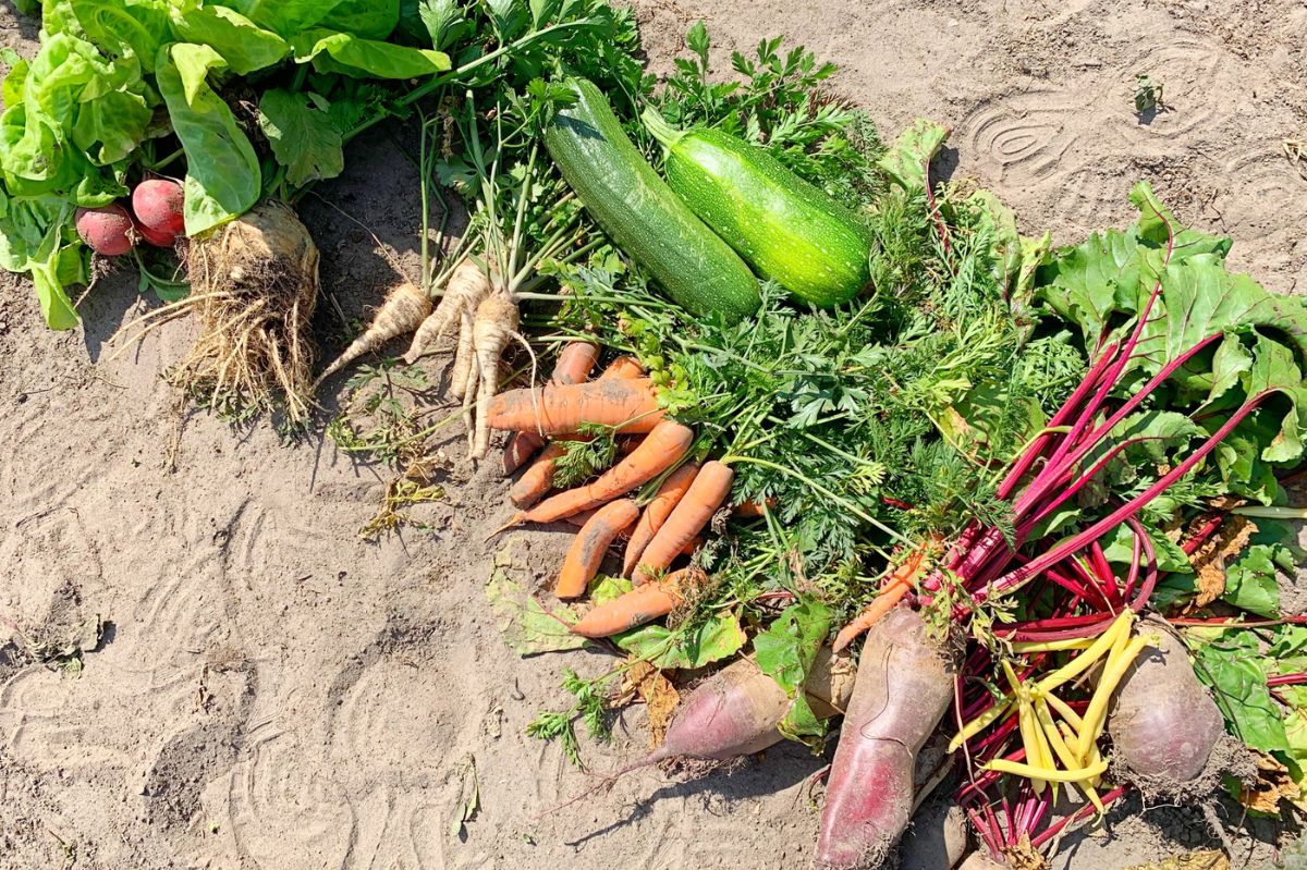 Zdrowie z ogrodu – 7 warzyw, które warto mieć w swojej diecie