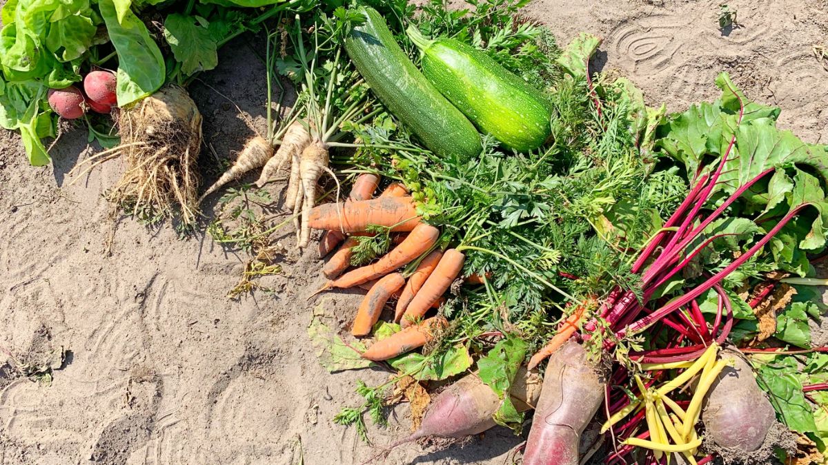 Zdrowie z ogrodu – 7 warzyw, które warto mieć w swojej diecie