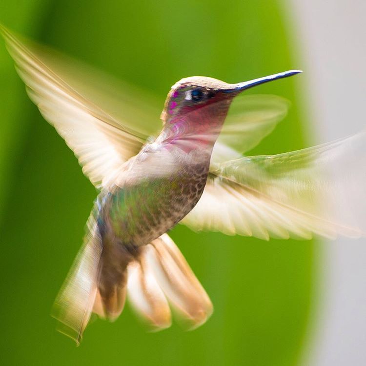 Tracy Johnson ma dar śpiewnia, ale także przyciągania i fotografowania kolibrów