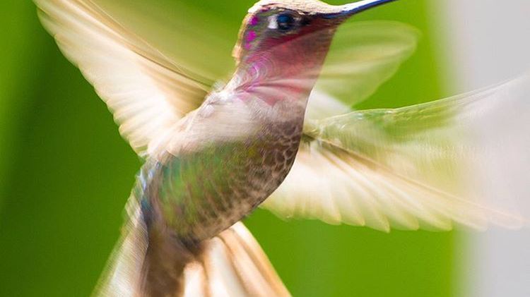 Tracy Johnson ma dar śpiewnia, ale także przyciągania i fotografowania kolibrów 1