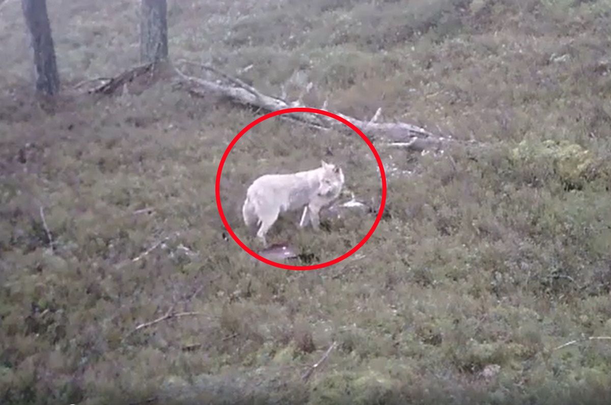 Leśnicy pokazali nagranie z białym wilkiem