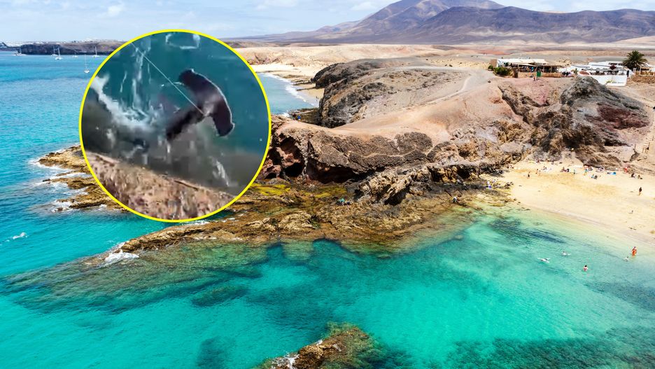 Wędkarze złowili małego rekina młota 