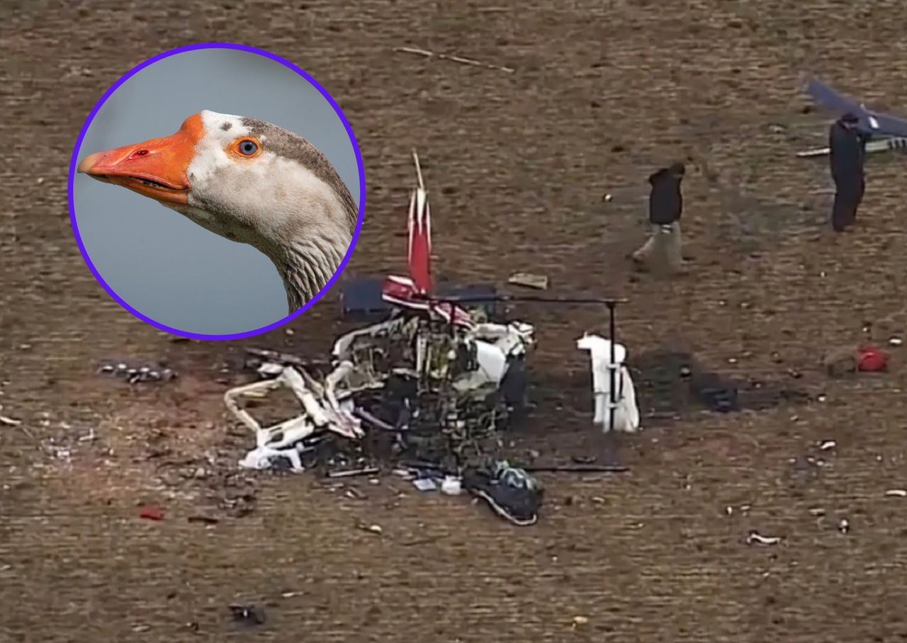 Dead goose found in crashed medical helicopter's system in Oklahoma, NTSB reports