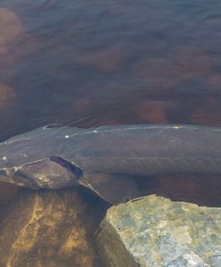 USA. Złowiono gigantycznych rozmiarów jesiotra