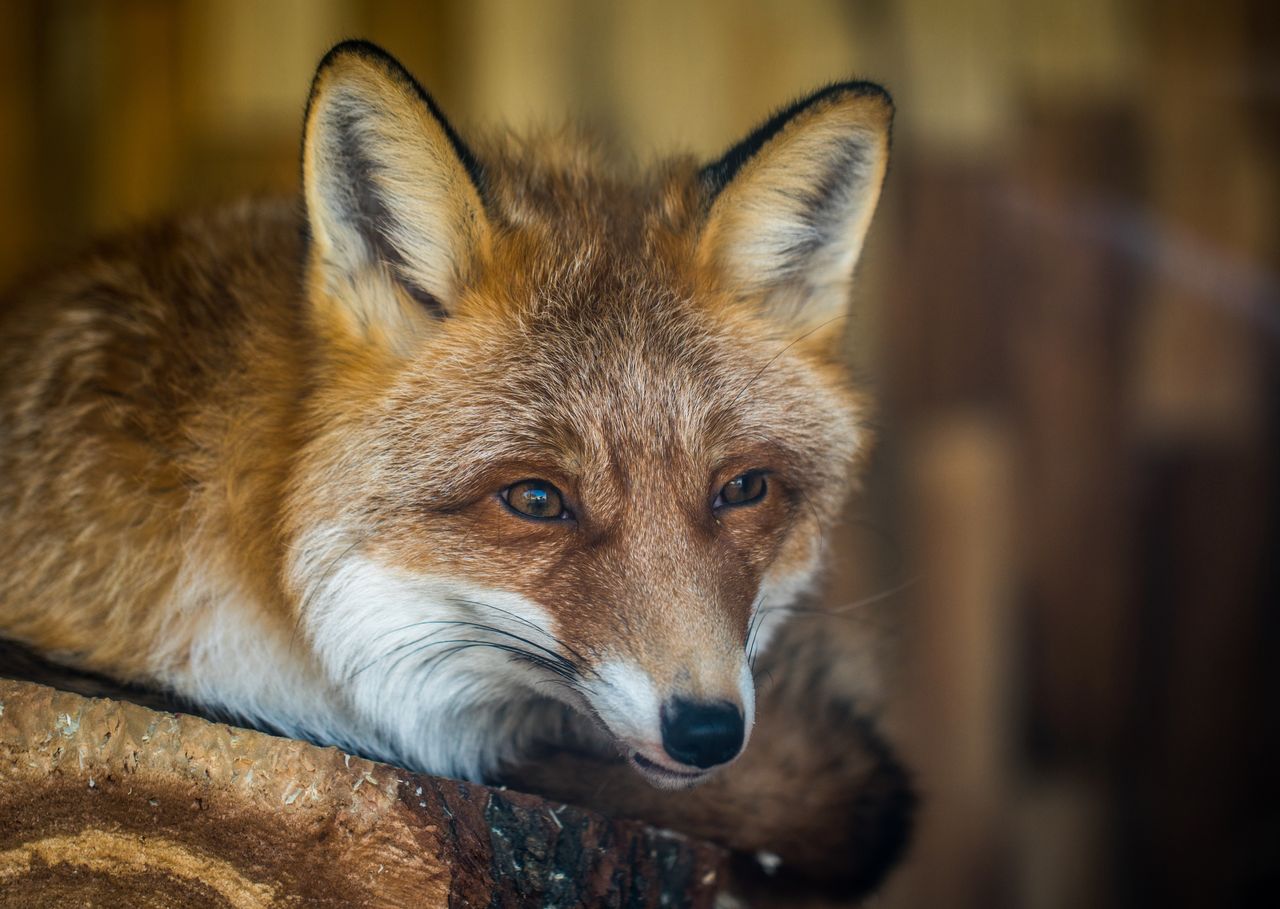 Firefox 65 już jest dostępny. W końcu poradzi sobie z grafikami WebP