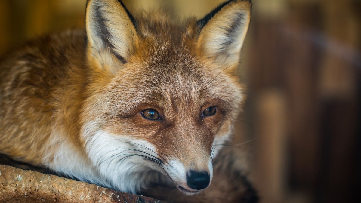 Firefox 65 już jest dostępny. W końcu poradzi sobie z grafikami WebP