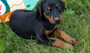 Miał być dobermanem. Pokazała, co wyrosło z psa za 15 tys. zł