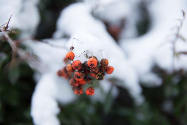 Canon EOS 6D - test budżetowej lustrzanki z pełną klatką i Wi-Fi 51