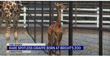 Wyjątkowa żyrafa w zoo w Tennessee. Jedyny taki przypadek na świecie