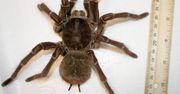 Odkrycie w Brazylii. To nowy największy pająk na świecie?