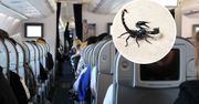 Przerażające zdarzenie podczas lotu. Kobieta została ukąszona przez skorpiona