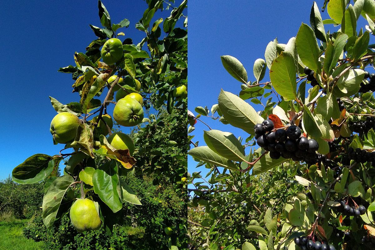 Samozbiory - pigwa i aronia