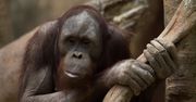 Zrozumieć mowę zwierząt. AI bada, jak rozmawiają orangutany