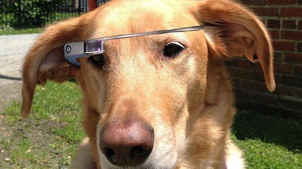 WTF dnia: Google Glass z perspektywy psa [wideo] 1