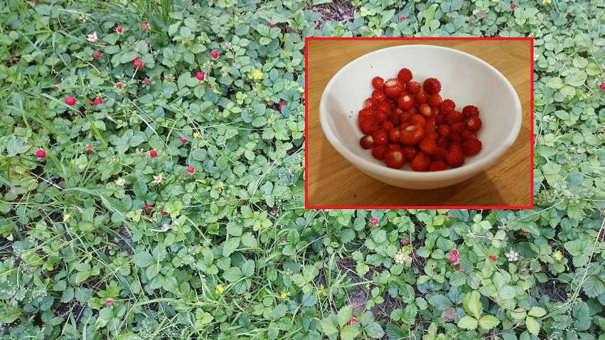 Krewna poziomki porasta osiedla. Jej smak może jednak zaskoczyć