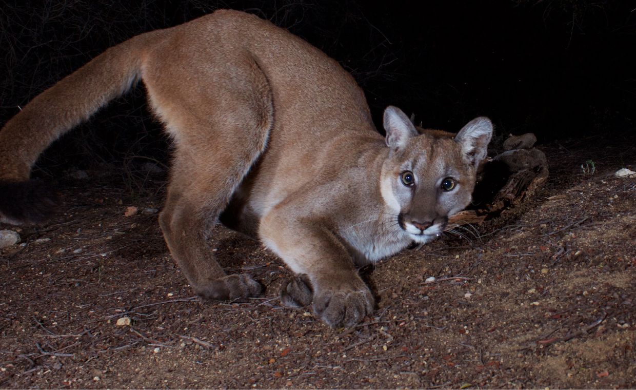 Puma w Sudetach? Strach przed dzikim drapieżnikiem w Kłodzku i na Dolnym Śląsku