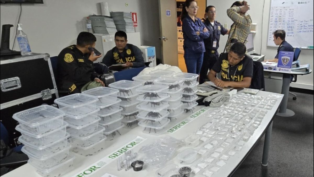 300 pająków znalazły służby pod swetrem 28-latka