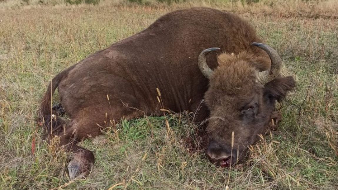 Na poligonie drawskim zastrzelone zostały dwa żubry 