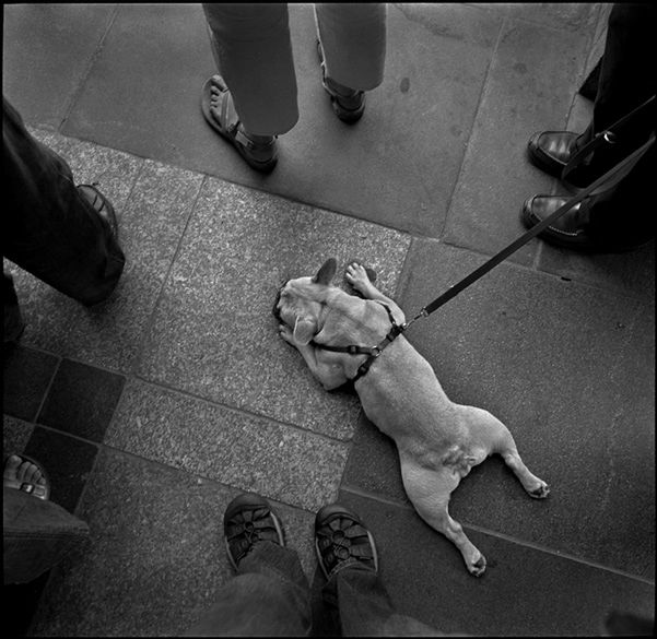 „Dog Stories" - pieskie życie na czarno-białych fotografiach Roberta Kresy 4