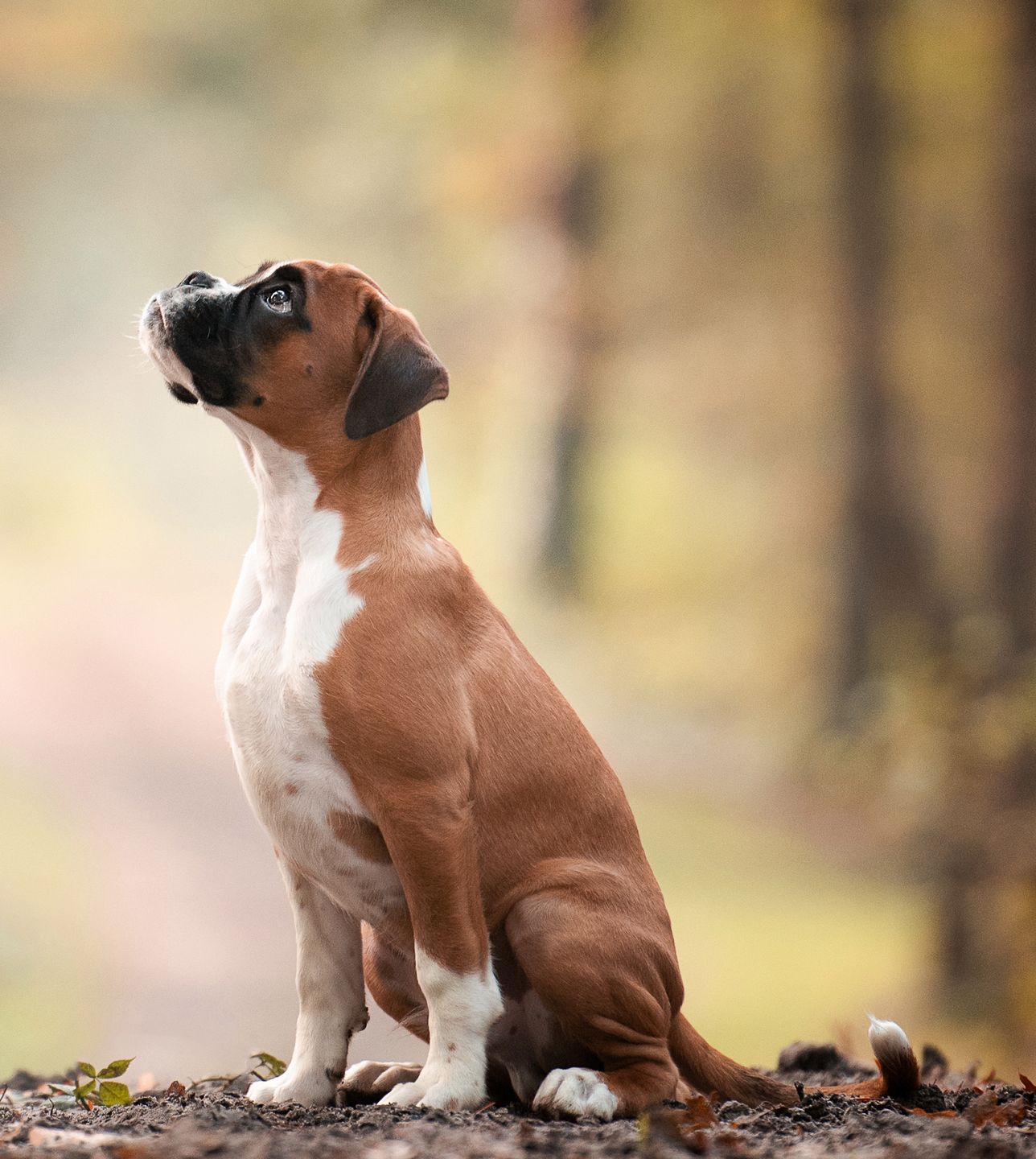Oto najbardziej urocze zdjęcia psów w konkursie The Kennel Club Dog Photographer of the Year 6