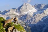 Słowenia: raj dzikiej przyrody