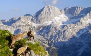 Polsat Viasat Nature HD Słowenia: raj dzikiej przyrody