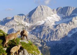 Polsat Viasat Nature HD Słowenia: raj dzikiej przyrody