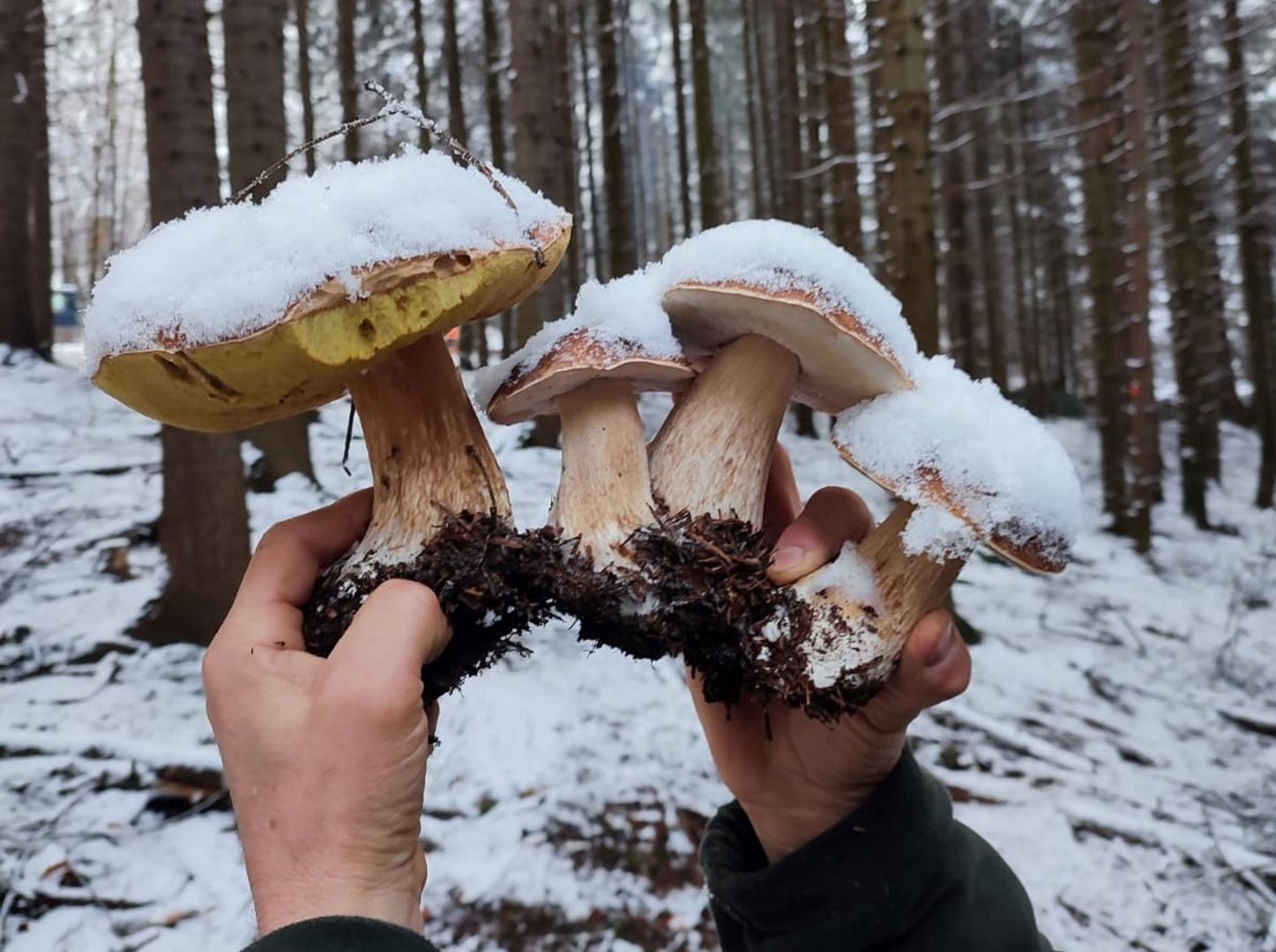 W lasach trwa wysyp grzybów. Gdzie ich szukać?