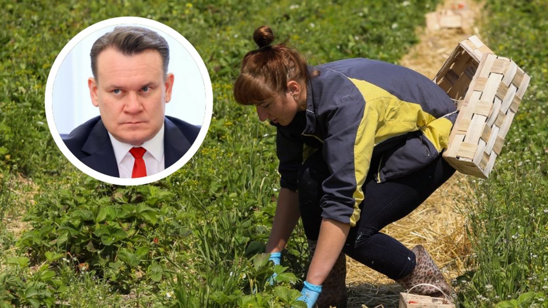 Niemcy będą przyjeżdżać do Polski na truskawki? Tak twierdzi europoseł z ramienia PiS