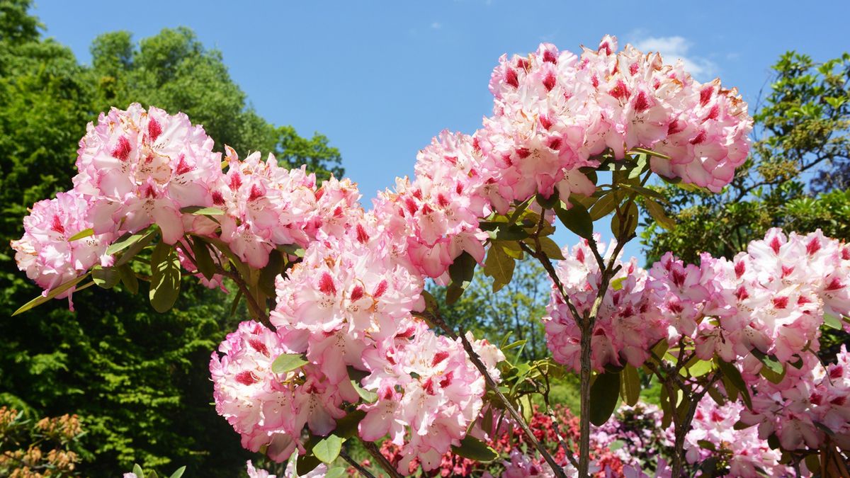 Różowy rododendron.