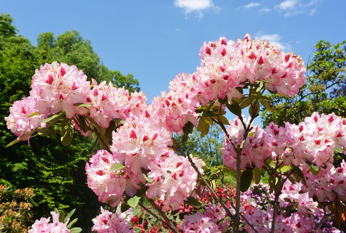 Różowy rododendron.