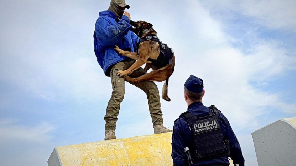 Pies zaatakował pozoranta