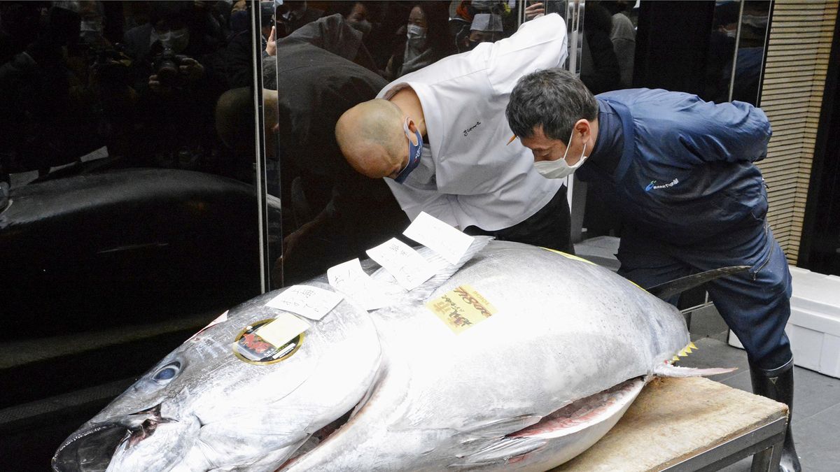 Zdjęcie dnia. Tuńczyk błękitnopłetwy, który kosztował 200 tys. dolarów 1