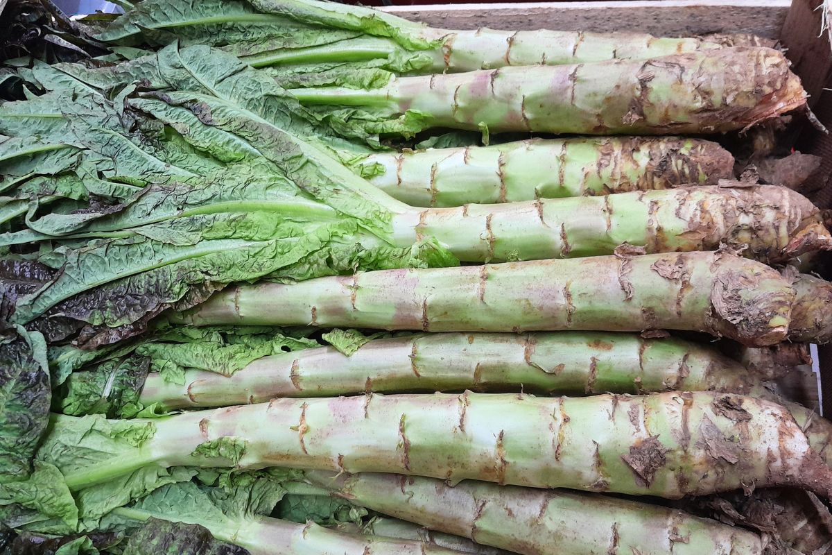 Głąbik krakowski to dziś zapomniane warzywo