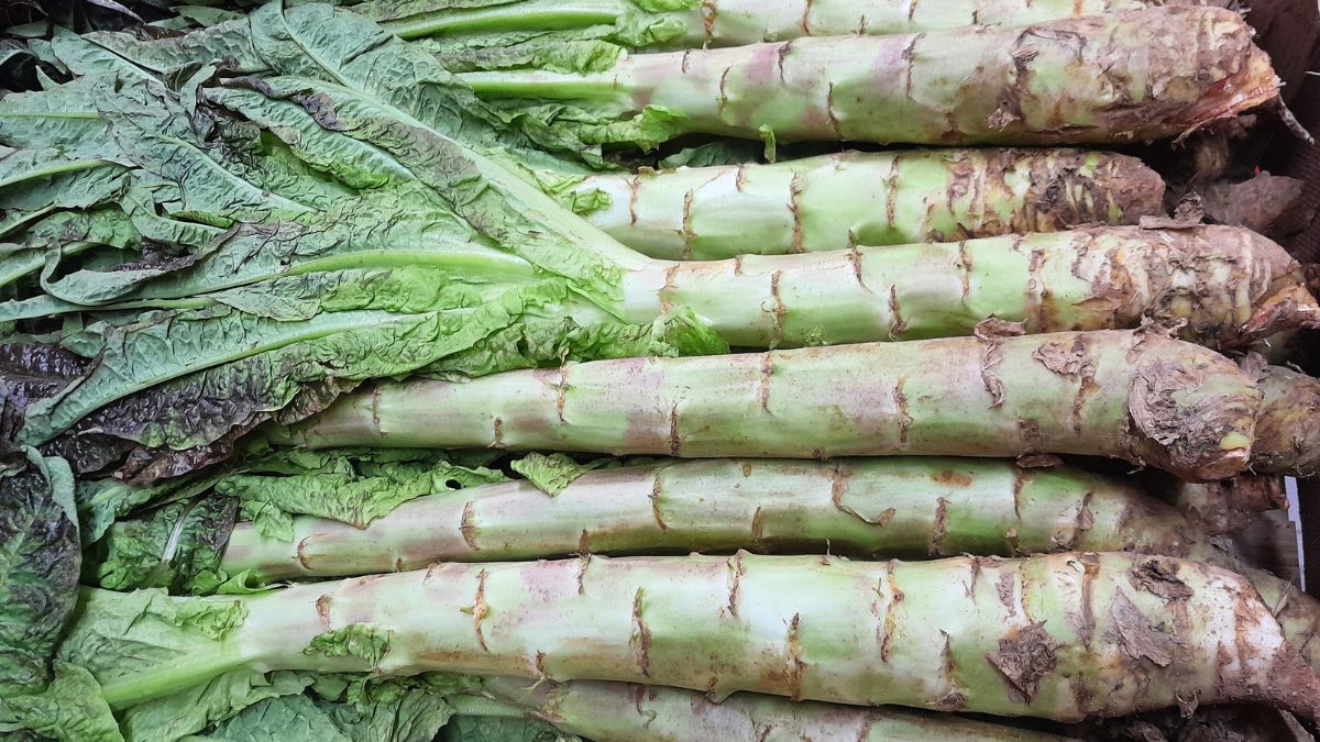 Głąbik krakowski to dziś zapomniane warzywo