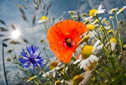 Prognoza pogody na sześć miesięcy!