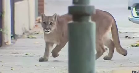 Przyroda odradza się przez pandemię koronawirusa. Pokazują to liczne filmy i zdjęcia