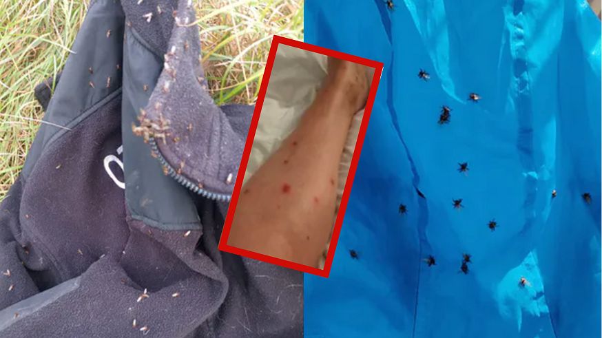 Internauci alarmują: ogromne ilości strzyżaków w lasach