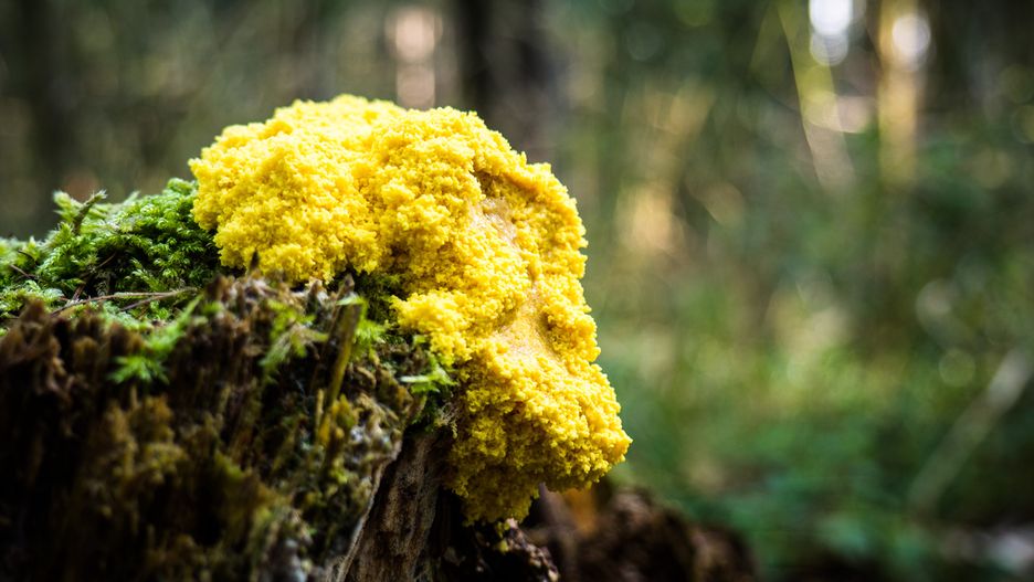 Fuligo septica - a member of the Myxomycetes class.
Fuligo septica growing on a stump it a forest.
scrambled, plasmodium, mold, slime, flowers, yellow, tan, egg, outdoors, plant, wild, septica, plasmodial, nature, autumn, forest, fuligo, fall, closeup, flora, season, mycetozoa, mould, macro, vomit, spore, woods, beauty, fungi, moss, dog, myxomycetes, amoebozoa, green, slime fungus, close-up, mushroom, hexenbutter, sporangium, trunk, physaraceae, fungus, scrambled, plasmodium, mold, slime, flowers, yellow, tan, egg, outdoors, plant, wild, septica, plasmodial, nature, autumn, forest, fuligo, fall, closeup, flora, season, mycetozoa, mould, macro, vomit, spore, woods, beauty, fungi, moss, dog, myxomycetes, amoebozoa, green, slime fungus, close-up, mushroom, hexenbutter, sporangium, trunk, physaraceae, fungus