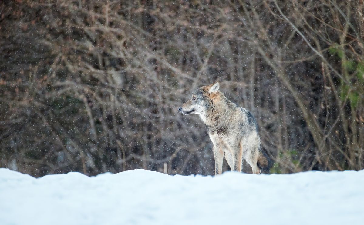 Naukowiec pokazał, jak wyglądało jego spotkanie z wilkami 