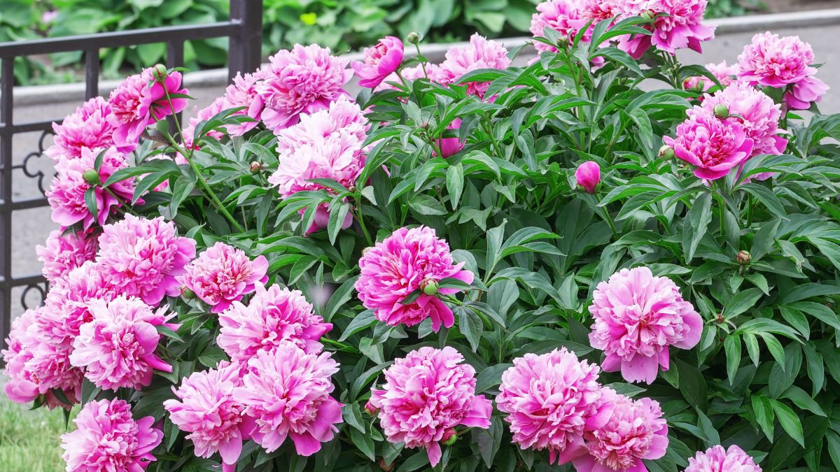 Czym nawozić piwonię?